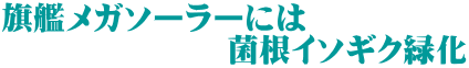 旗艦メガソーラーには 　　　　　　　菌根イソギク緑化 