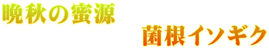 晩秋の蜜源 　　　　　　菌根イソギク
