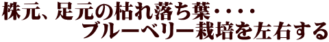 株元、足元の枯れ落ち葉・・・・ 　　　　ブルーベリー栽培を左右する