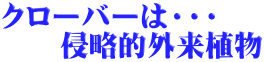 クローバーは・・・ 　　侵略的外来植物