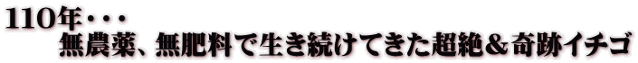 １１０年・・・ 　　無農薬、無肥料で生き続けてきた超絶＆奇跡イチゴ