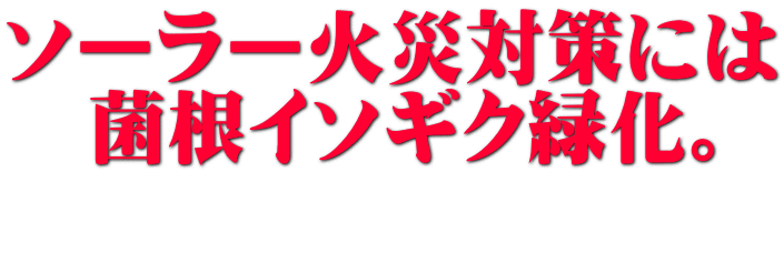 ソーラー火災対策には 　菌根イソギク緑化。 　