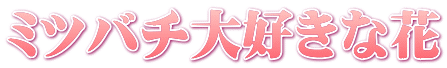 ミツバチ大好きな花