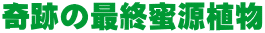 奇跡の最終蜜源植物 