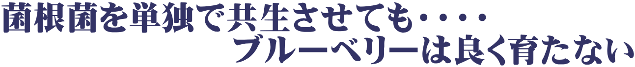 菌根菌を単独で共生させても・・・・ ブルーベリーは良く育たない