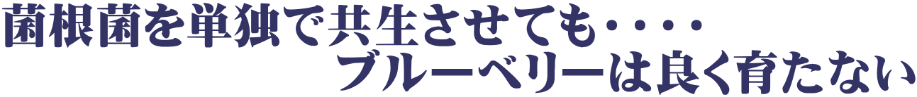 菌根菌を単独で共生させても・・・・ 　　　　　　　ブルーベリーは良く育たない