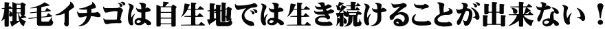根毛イチゴは自生地では生き続けることが出来ない!