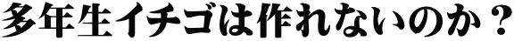 多年生イチゴは作れないのか?