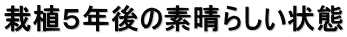 栽植5年後の素晴らしい状態