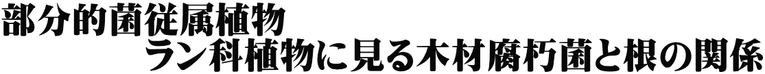 部分的菌従属植物　 　　　　ラン科植物に見る木材腐朽菌と根の関係