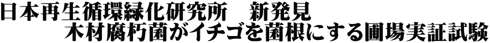 日本再生循環緑化研究所　新発見 　　　木材腐朽菌がイチゴを菌根にする圃場実証試験 