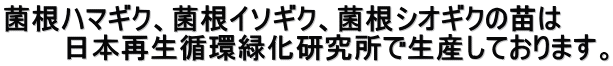 菌根ハマギク、菌根イソギク、菌根シオギクの苗は 　　　日本再生循環緑化研究所で生産しております。