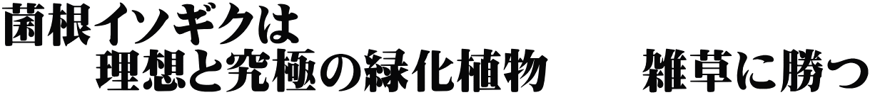 菌根イソギクは 　　理想と究極の緑化植物　　雑草に勝つ