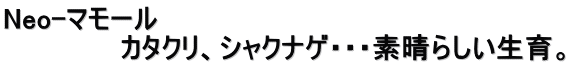 Neo-マモール 　　　　　　カタクリ、シャクナゲ・・・素晴らしい生育。