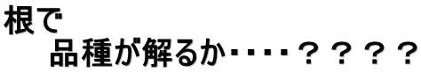 根で 品種が解るか・・・・????