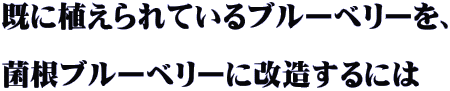 既に植えられているブルーベリーを、 　　　　　　　　 菌根ブルーベリーに改造するには