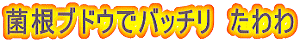 菌根ブドウでバッチリ　たわわ