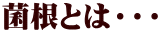 菌根とは・・・