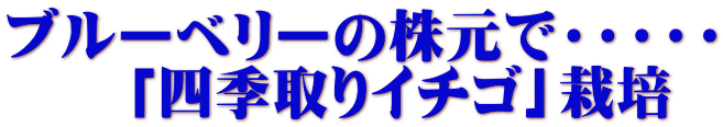 ブルーベリーの株元で・・・・・ 　　「四季取りイチゴ」栽培