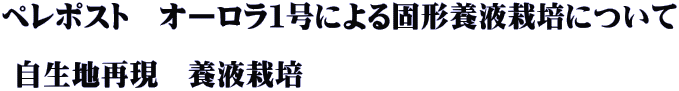 ペレポスト　オーロラ１号による固形養液栽培について 　　　　　　　　  自生地再現　養液栽培