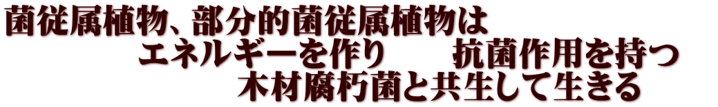 菌従属植物、部分的菌従属植物は 　　　　エネルギーを作り　　抗菌作用を持つ　 　　　　　　　木材腐朽菌と共生して生きる